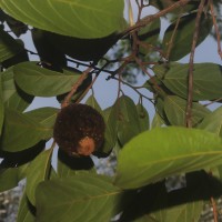 Hydnocarpus pentandrus (Buch.-Ham.) Oken